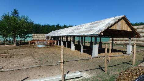 Szarvasmarha téli szállás Parrag major - Szarvasmarha