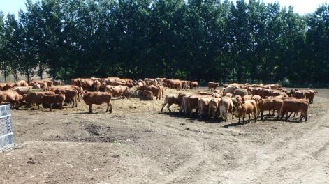 Limousin szarvasmarha tenyészállomány - Szarvasmarha